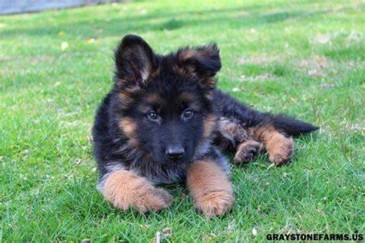 Graystone Farms GSD German Shepherd Dog Puppies for Sale in Suffolk