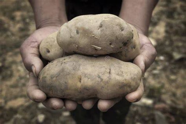 Hands holding some potatoes Food In CanadaFood In Canada