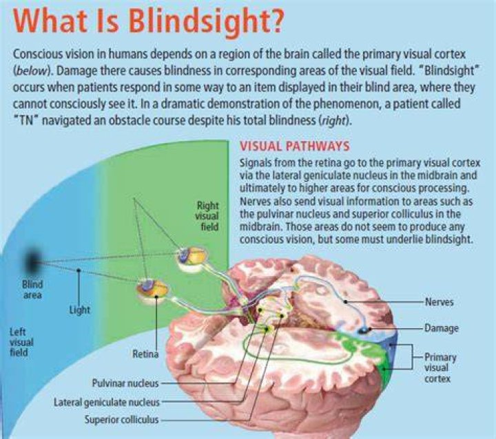 How Do I Get Blindsight 5E? The 5 Latest Answer