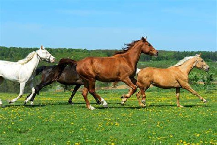 How to Introduce Horses The Horse