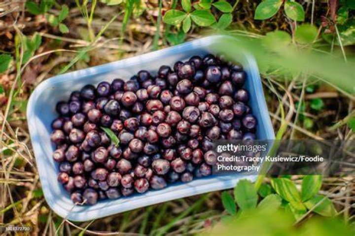 Huckleberries & High Spirits NezPearce/Clearwater NF &mdash; Selway