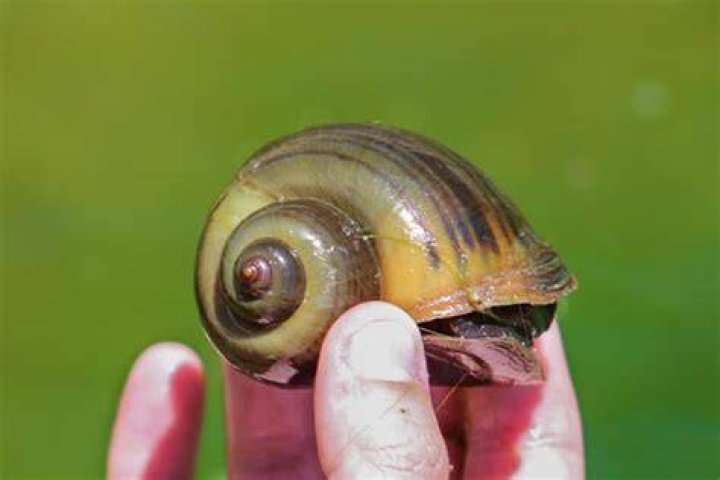 Invasive Species Spotlight Apple Snails — LOOP NOLA