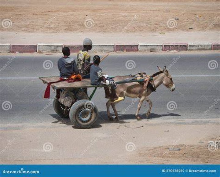 Israels Innovative Solution: Donkey Transport Via Helicopter