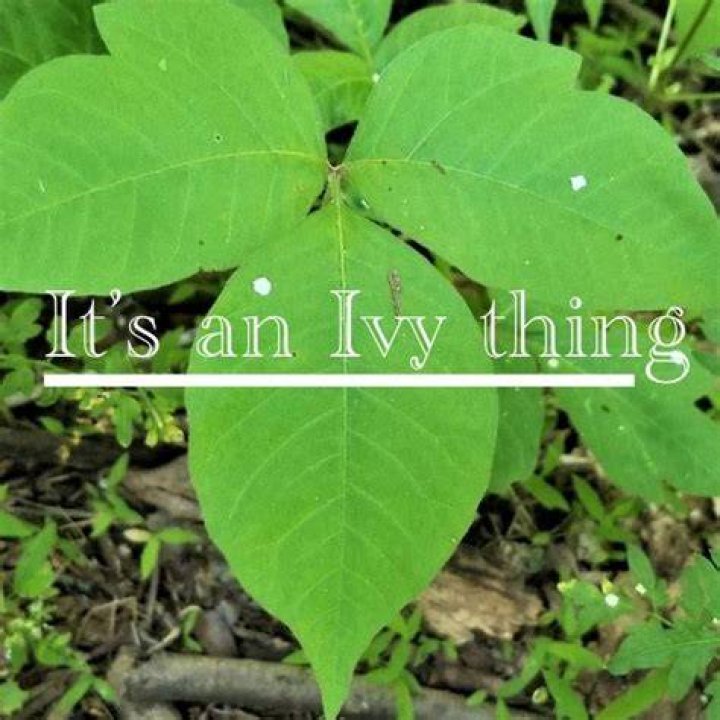 Ivy YouTube
