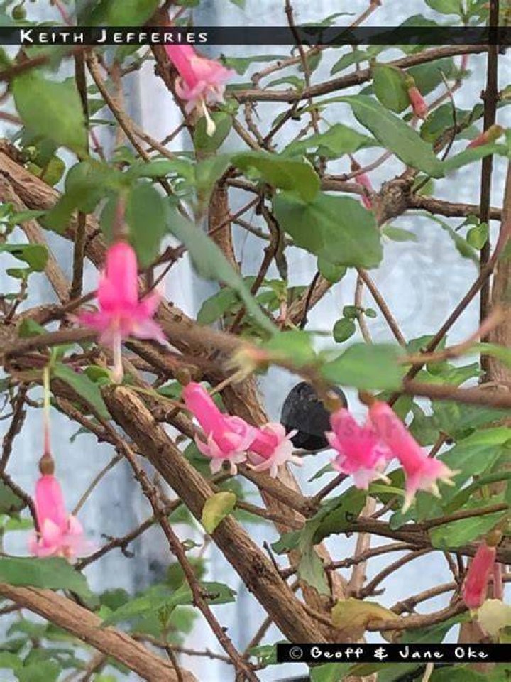 Keith Jefferies FuchsiaFinder