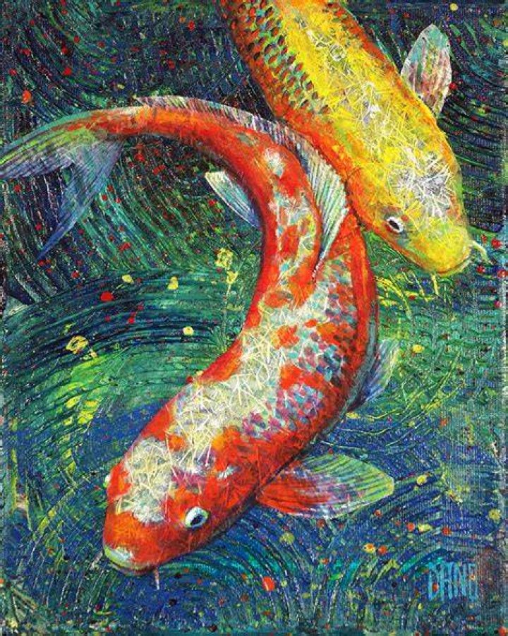 Koi Fish DanoCreative
