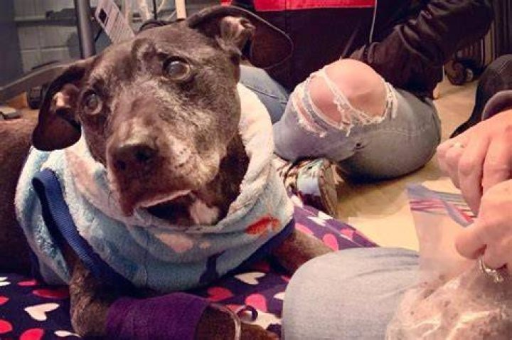 Last Surviving Dog From Michael Vick's Fighting Ring Has Died; Spent