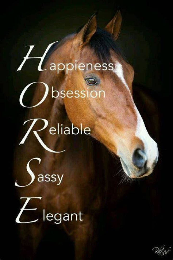 Lol cute Horse Quotes Funny, Funny Horse Pictures, Horse Jokes, Horse