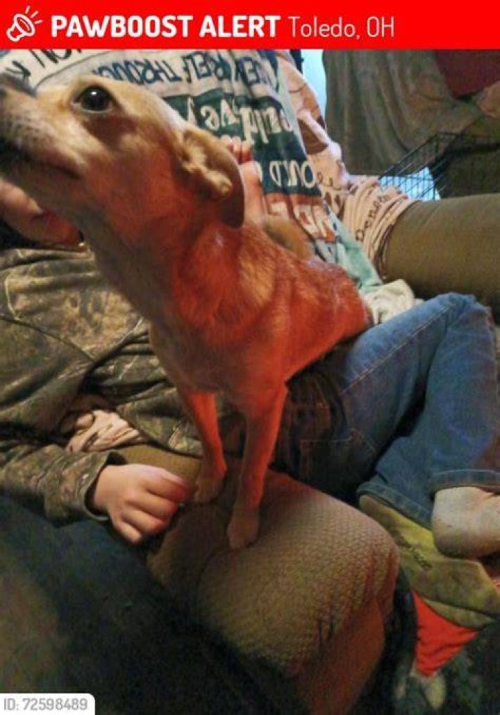 Lost Dog Female Toledo, OH, USA 43606 Losing a dog, Dogs, Pets