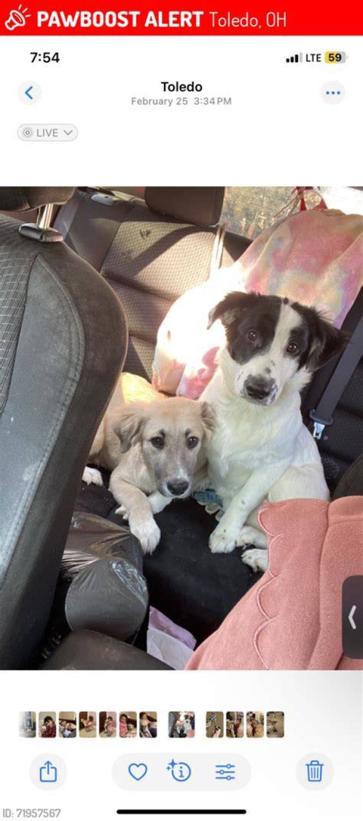 Lost Dog (Toledo, Ohio) Coco