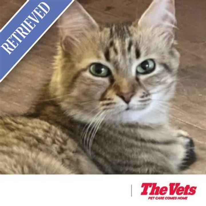 Lost & Found Dogs, Cats, and Pets in Michigan 48161 Page 1 PawBoost