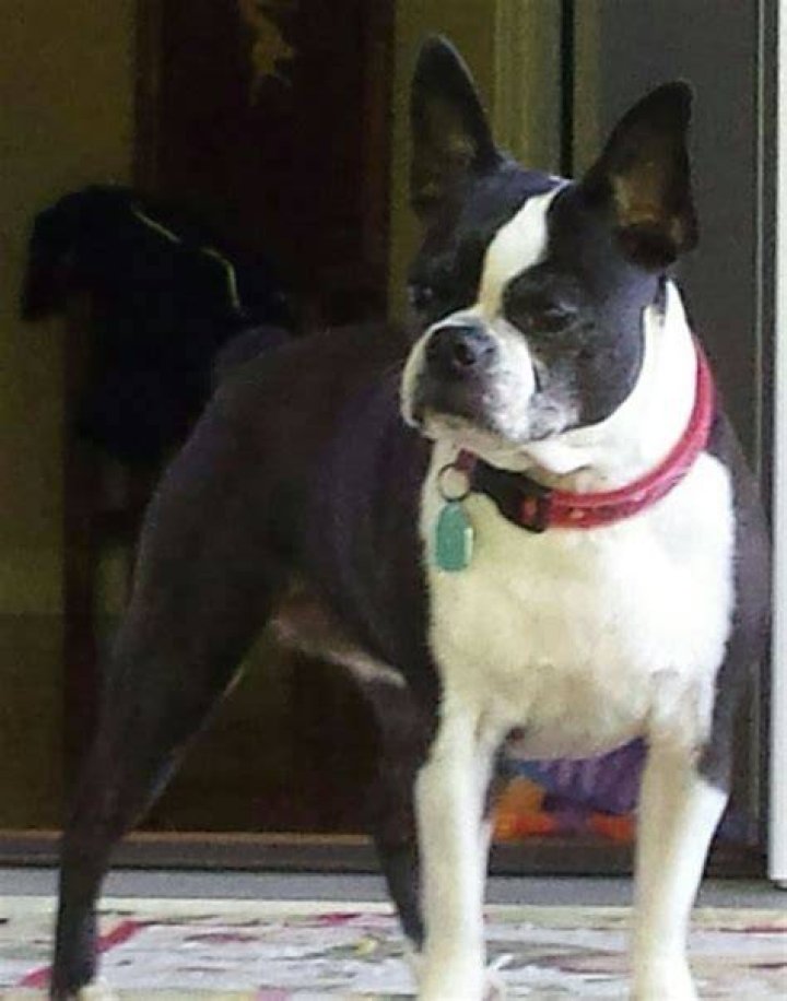 Majestic Ms Josie.. Terrier, Boston terrier, Majestic