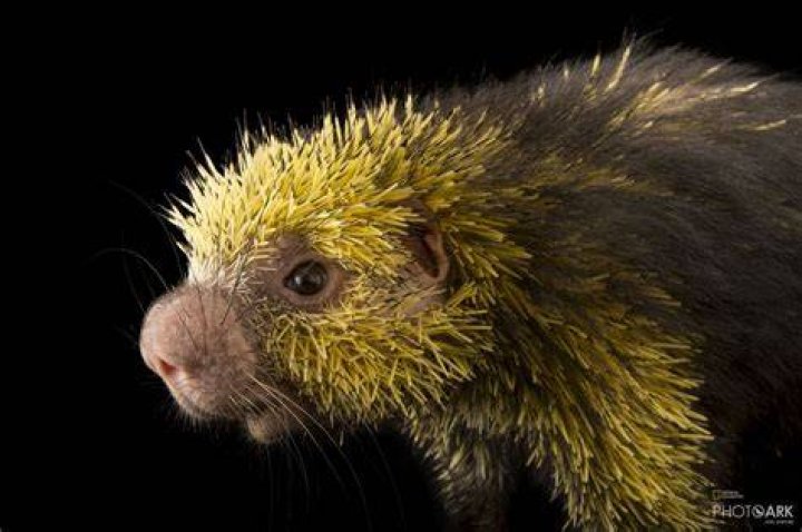 Mexican hairy dwarf porcupine by Milan Zygmunt