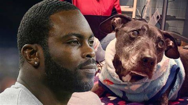 Michael Vick Dog Fighting Ring Survivors Where Are They Now