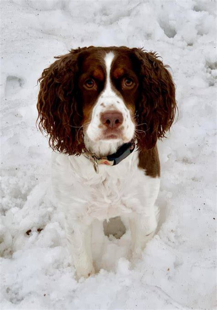 Ms Josie Dog r/springerspaniel