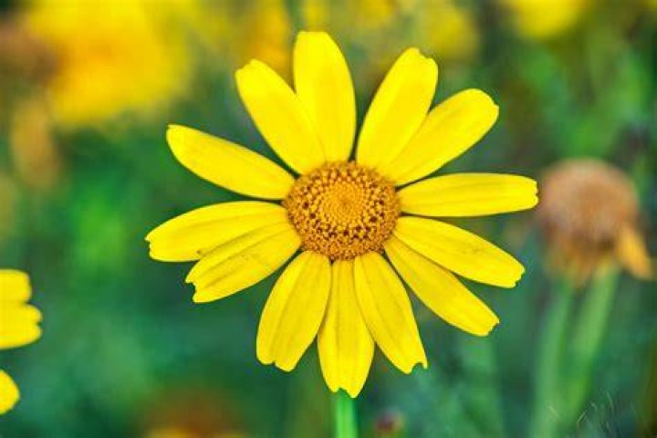 Orange & Yellow Daisy Free Stock Photo Public Domain Pictures