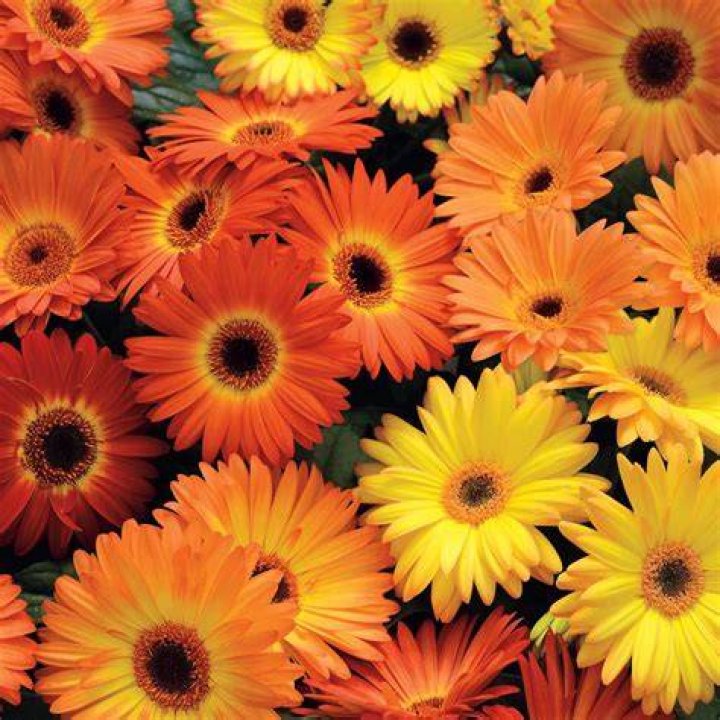Orange yellow Daisy Orange, Plants, Daisy