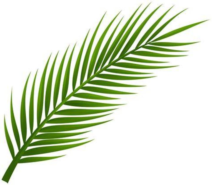 palm branch clip art 10 free Cliparts Download images on Clipground 2024