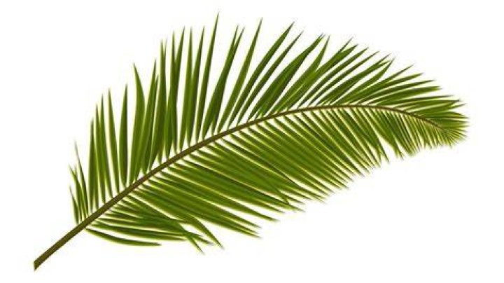 Palm Branch Icon PNG & SVG Design For TShirts