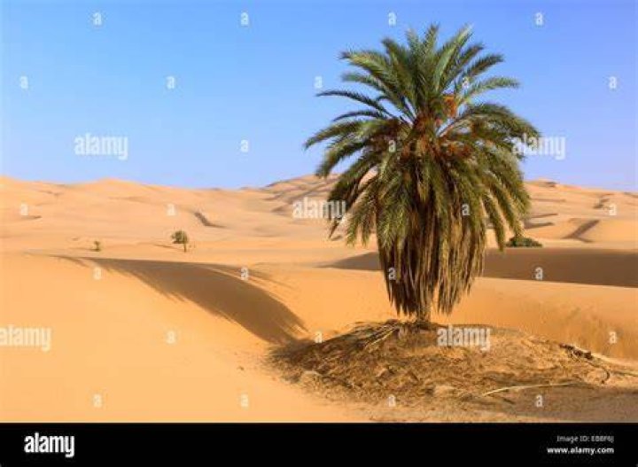 Palm Tree; Libyan Desert; Libyan Arab Jamahiriya Stock Photo Alamy