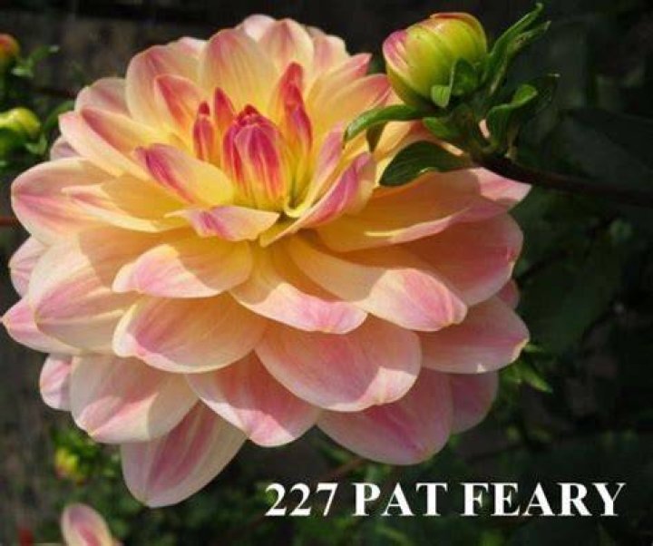 pat feary dahlia Dahlia Flower, Flowers, Porcelain Clay, Cold Porcelain