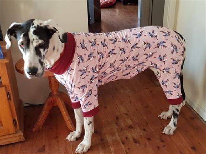 Pets PajamasButton Up Pattern PDF PATTERN Mimi & Tara