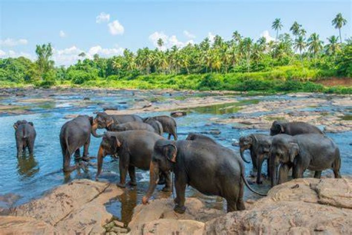 Pinnawala Elephant Park Sri Lanka World Best Tourism