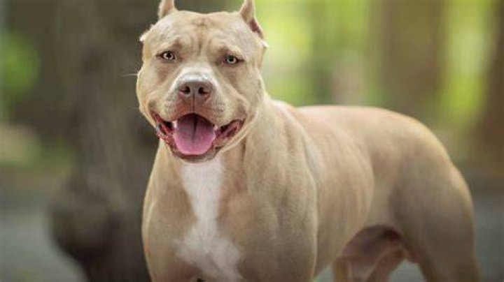 Pitbull Pit bull 1080p Highdefinition television Highdefinition video