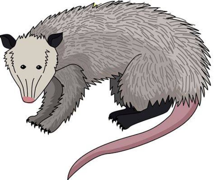 Possum Clipart Free download on ClipArtMag