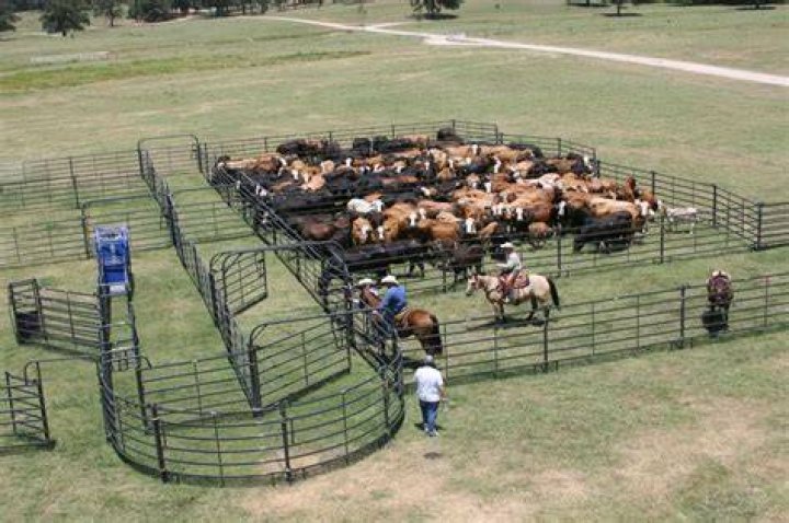 Premier Corral, at Cattle farming, Cattle corrals
