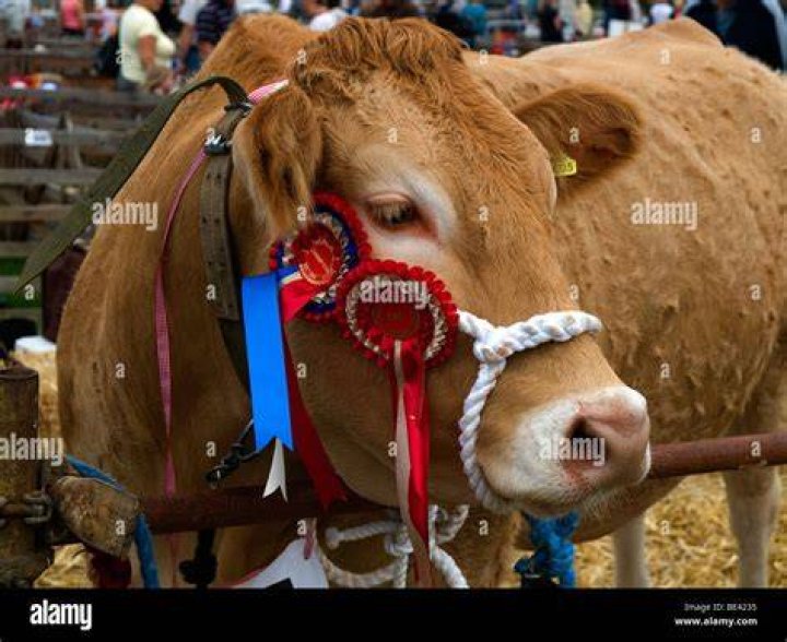 Prize cow hires stock photography and images Alamy