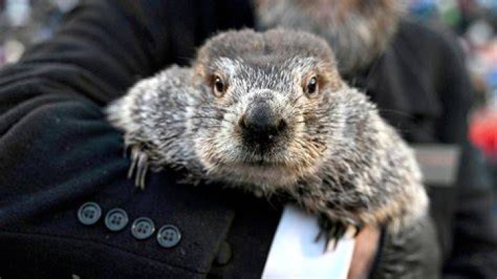 Punxsutawney Phil makes Groundhog Day prediction