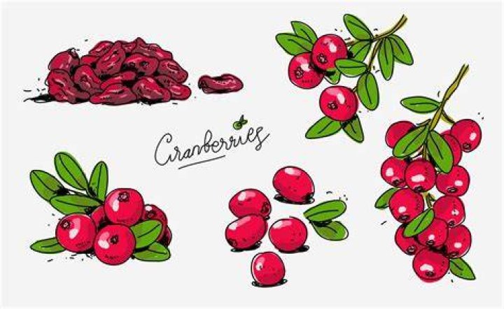 Red Cranberries Hand Drawn Doodle Vector Illustration 167310 Vector Art