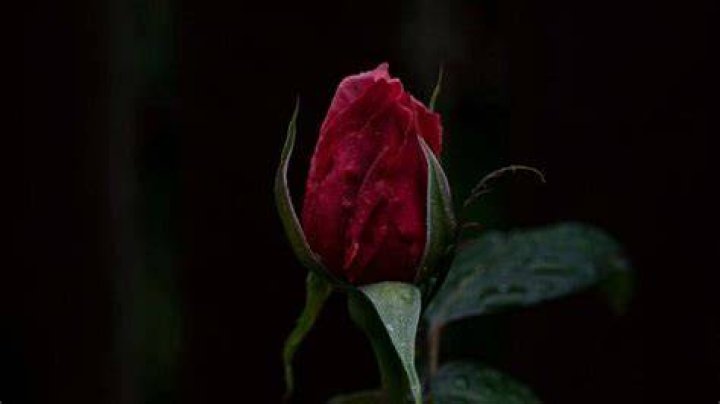 Sakeena Lila Gavagan Cause Of Death, Family, Obituary And Community Impact