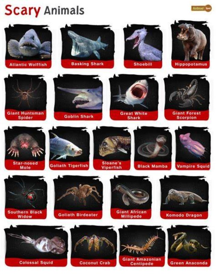 Scary Animals Facts, List, Pictures