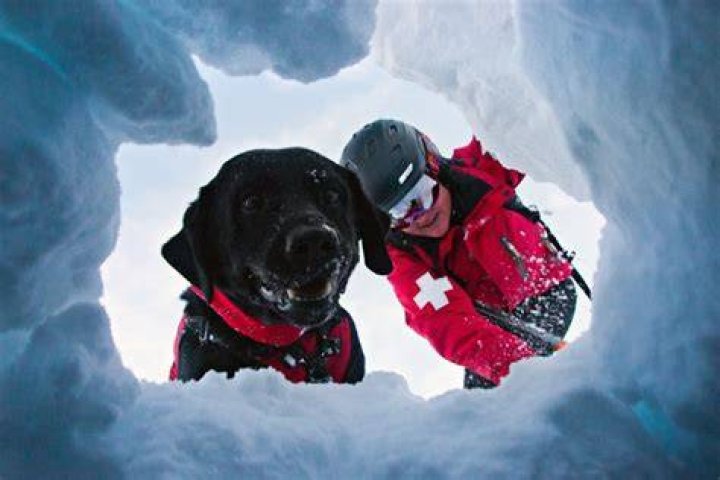 Shasta, the avalanche rescue dog, in training on Mount Bachelor
