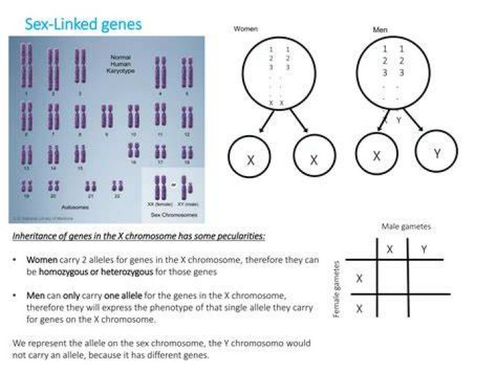 Specific Genes Linked To LeftHandedness Identified, They Alter The Brain