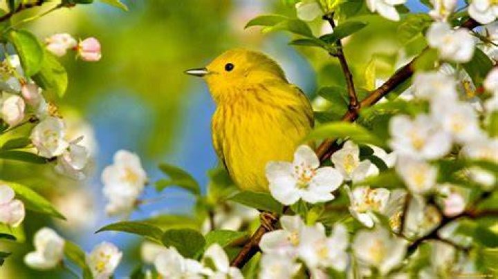Spring Bird Desktop Wallpaper (81+ images)