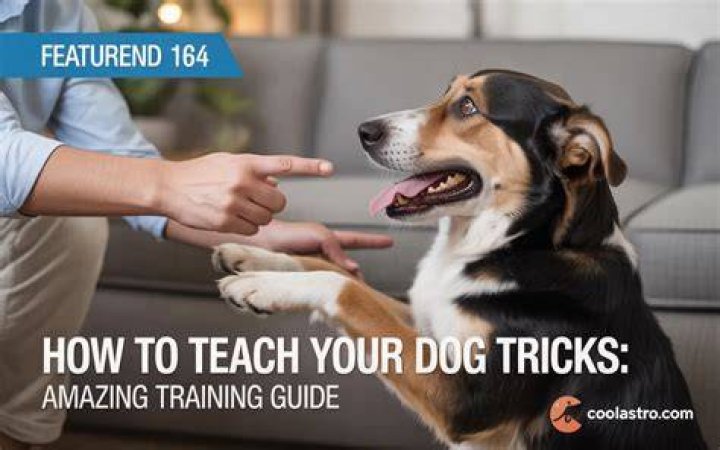Teach Your Dog The Amazing Trick Of Shaking Hands