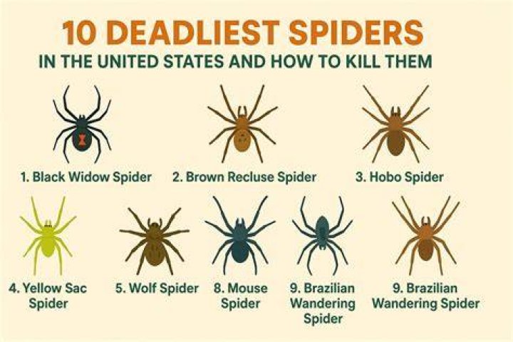 The 10 spiders you'll find in the houses and gardens of Britain this