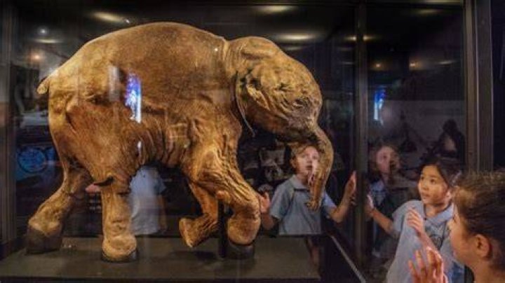 The baby mammoth Lyuba from Yamal is going to the tour around Europe