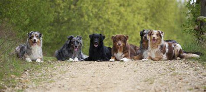 The Buzz Magazines 2020 Pet of the Year Contest The Buzz Magazines