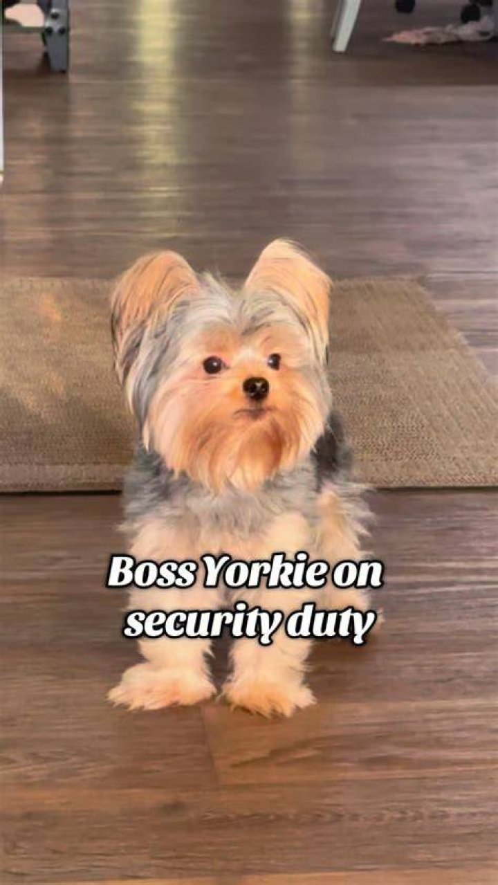 The yorkie goddess lol Shonio's Safe Haven, Inc Facebook