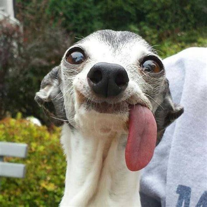 Toothless and beautiful Ugly animals, Ugly dogs, Funny dog pictures