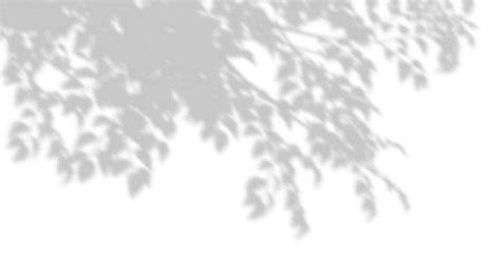 Tree Shadow PNG & Download Transparent Tree Shadow PNG Images for Free