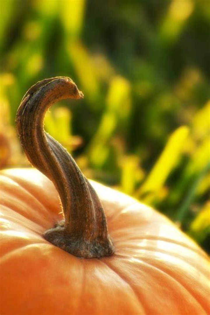 Twisted Pumpkin Stem by torchdesigns on DeviantArt