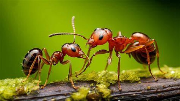 Unraveling the Mystery Do Ants Smoke Cigarettes?