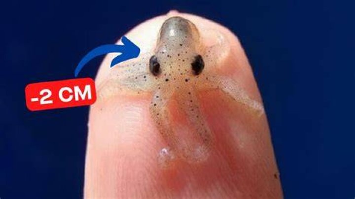 Unveiling The Secrets Of The World's Tiniest Ocean