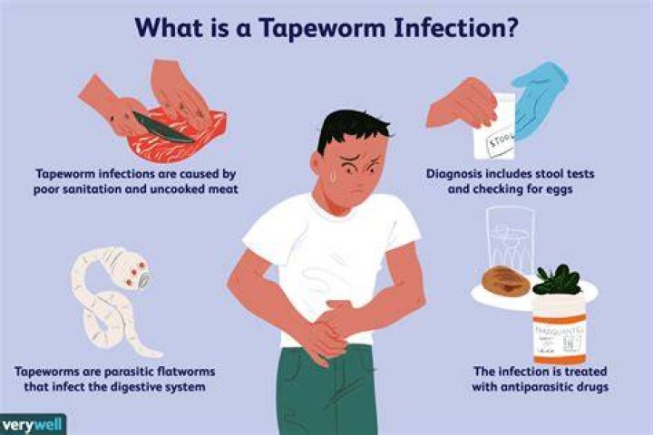 What Do Tapeworms In Human Stool Look Like