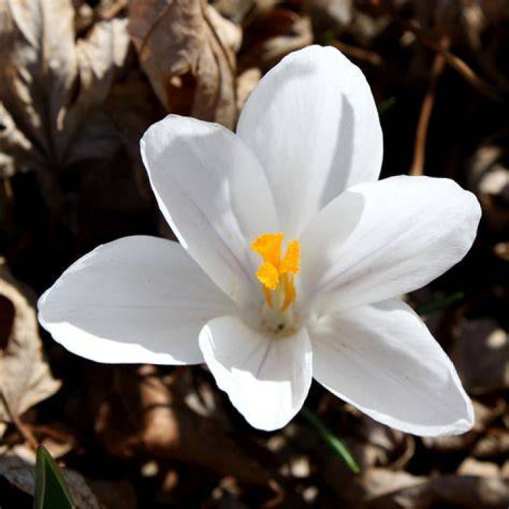White Crocus Flower Picture Free Photograph Photos Public Domain